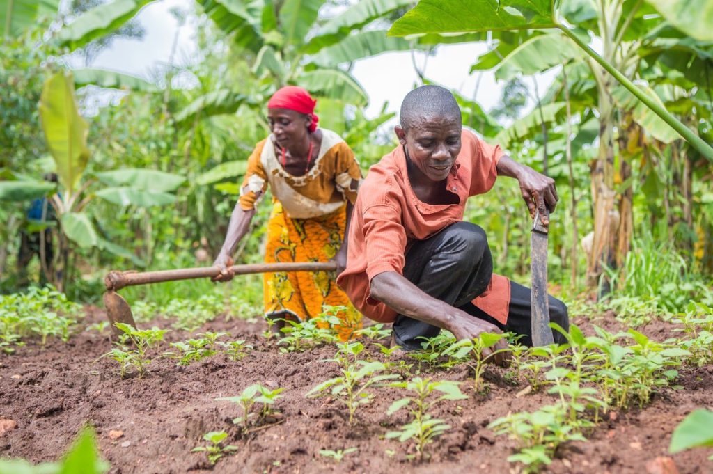 Sécurité alimentaire : Microsoft milite pour la technologie afin doper l’agriculture africaine