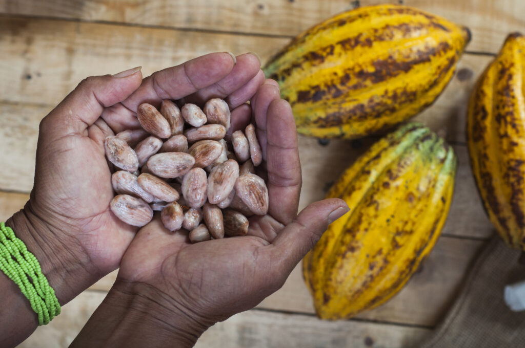 Côte d’Ivoire : un ingénieur conçoit une solution innovante contre la maladie du cacao